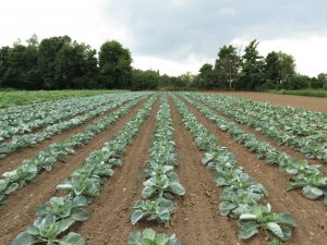 field of produce at smirk family gardens