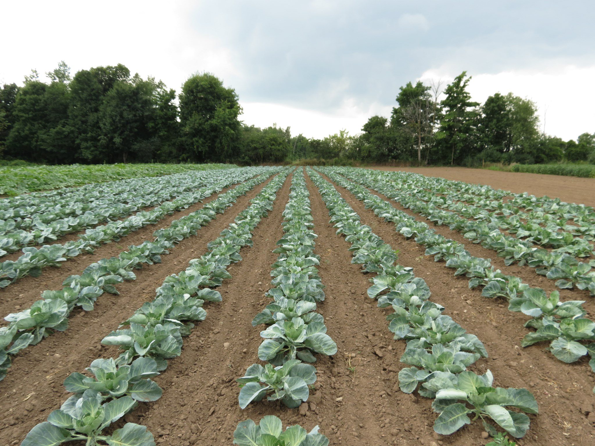 field of produce at smirk family gardens
