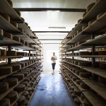 Gunn's Hill aging room photo with Shep walking down a row of cheese
